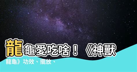 龍龜吃什麼|龍龜怎麼養？擺放禁忌與供奉秘訣 